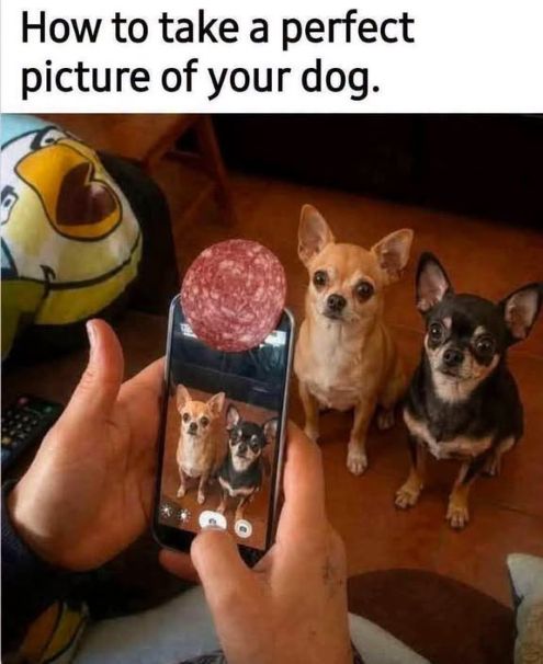 picture of dog sal.jpg